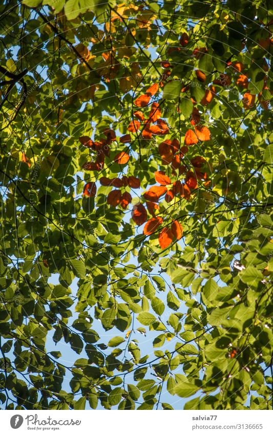 leaf canopy Environment Nature Plant Sky Autumn Climate Beautiful weather Tree Leaf Beech tree Leaf canopy Park Forest Growth Protection Transience Change