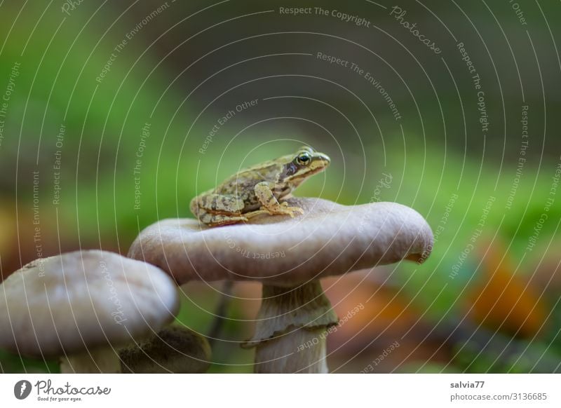 little frog sits on mushroom hat Frog Mushroom Forest Grass frog Small Amphibian Mushroom cap Plant Animal 1 Macro (Extreme close-up) Wait Overview Patient