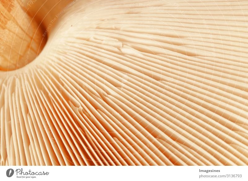 slats Mushroom Nutrition Diet Nature Plant Mushroom cap Lamella Disk Living thing Striped Yellow Gold Design Environment Growth "Close-up,Macrolepiota Procera