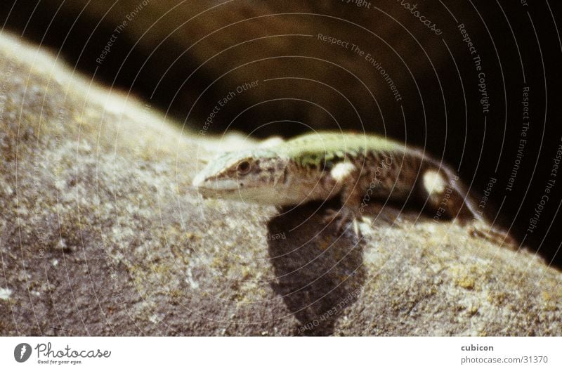 gecko Saurians Reptiles Motionless Stone Macro (Extreme close-up) natural-coloured