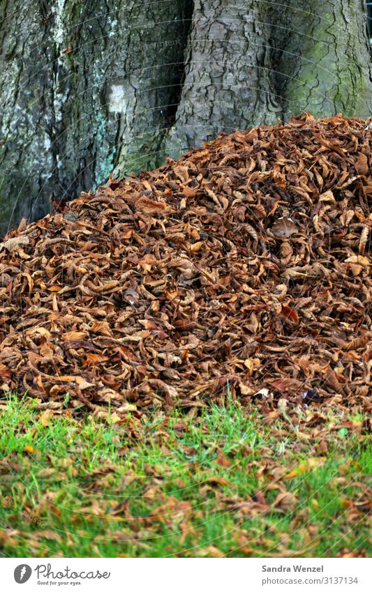 autumn Nature Plant Climate Climate change Weather Tree Garden Park Meadow Field Forest Faded Leaf Deciduous forest lose Autumn Autumn leaves Colour photo