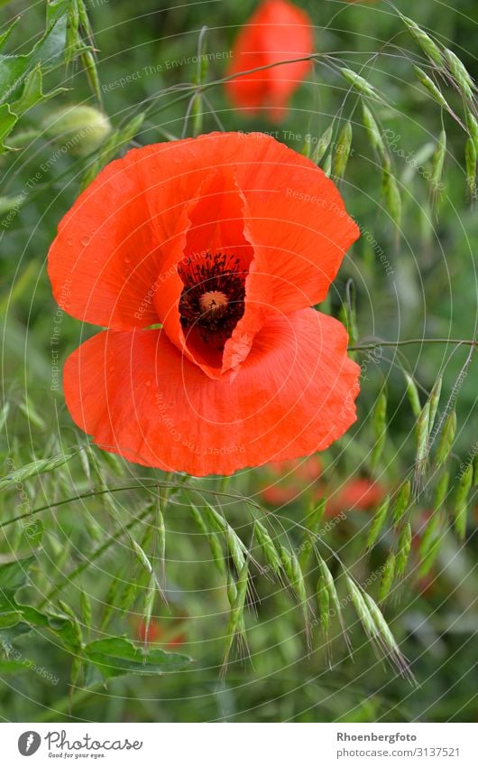 poppy flower Nature Landscape Plant Animal Summer Weather Beautiful weather Flower Grass Blossom Agricultural crop Wild plant Field Blossoming Fragrance Faded