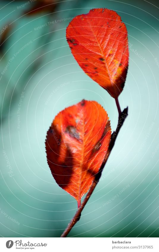 Aronia berry leaf in autumn Plant Autumn Beautiful weather Bushes Wild plant aronia Garden Illuminate Orange Red Turquoise Colour Nature Environment Change