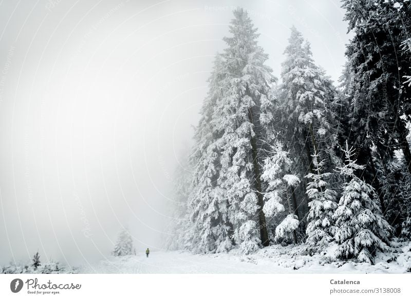 Lost |In the fog on dense snowy landscape the silhouette of a man Winter Winter vacation Hiking Androgynous 1 Human being Nature Landscape Plant Sky Weather Fog