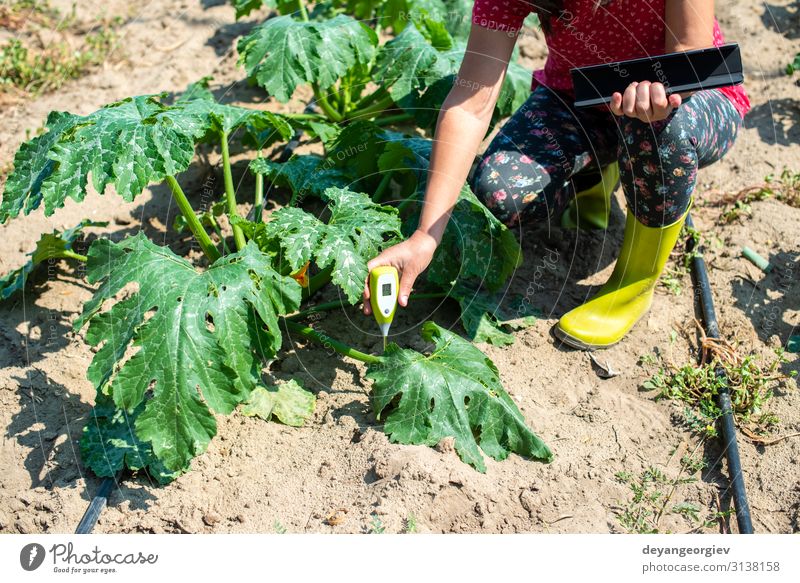 Farmer measure soil in Zucchini plantation. Garden Laboratory Examinations and Tests Screen Tool Technology Woman Adults Environment Plant Earth Growth Modern