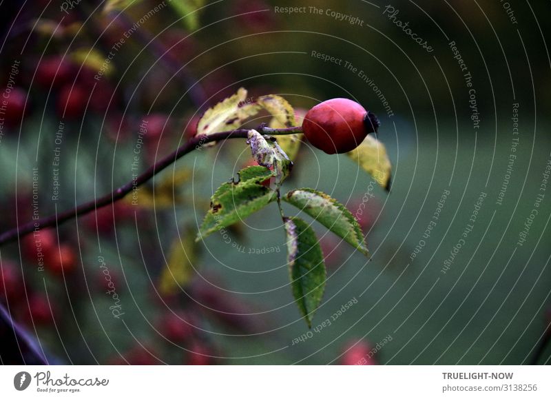 A rose hip on the branch of a shrub in Babelsberg Park, discreetly illuminated by the last daylight, like its leaves, which already bear clear signs of approaching winter