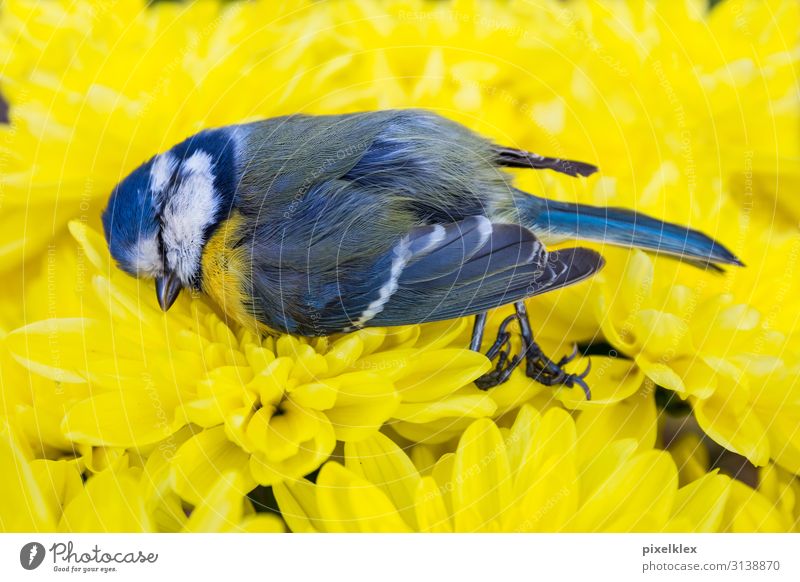 Dead tit on yellow flowers Calm Summer Environment Nature Animal Blossom Flower Flower meadow Wild animal Dead animal Bird Tit mouse Passerine bird 1 Lie Sleep