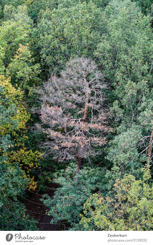 Not done Forestry Environment Climate change Drought Tree Illness Brown Green Sadness Concern Grief Disappointment Crisis Environmental protection Transience