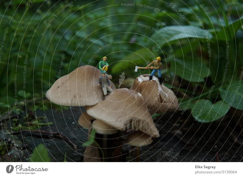 Miniature worlds Removal of toxic fungi... Human being Masculine 3 Nature Plant Animal Work and employment Colour photo Exterior shot Close-up