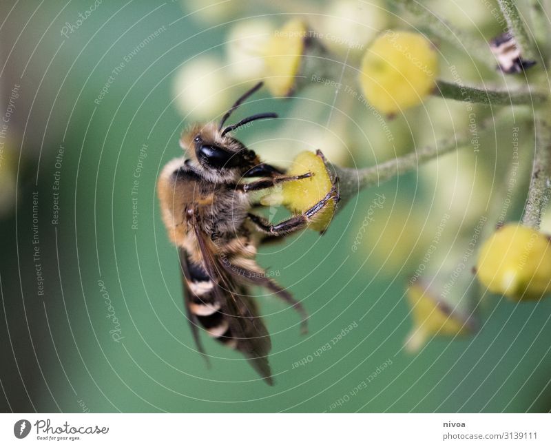 Bee on flower Honey Straw Cosmetics Fragrance Summer Environment Nature Plant Weather Flower Grass Ivy Animal face Wing 1 Observe Touch Movement Blossoming