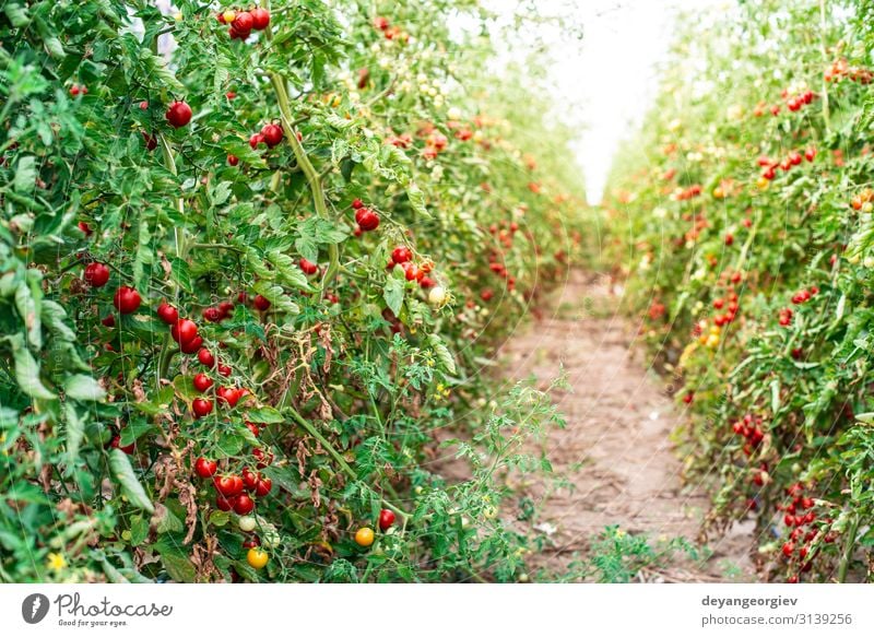 Small tomatoes in greenhouse Vegetable Summer Garden Gardening Nature Plant Growth Fresh Natural Red Tomato Greenhouse interior cherry tomatoes agricultural