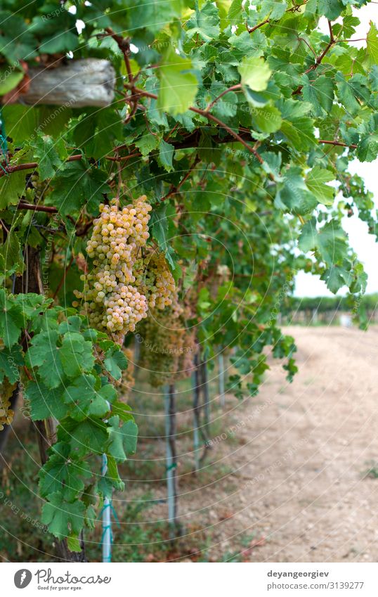 Dessert white grapes. Variety of grapes for eating. Fruit Eating Juice Summer Garden Nature Landscape Plant Autumn Leaf Growth Fresh Natural Juicy Yellow Green