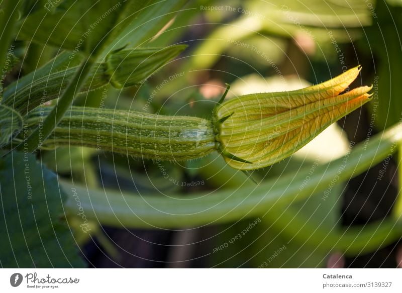 Zucchini grows up Nature Plant flora Leaf daylight Day Vegetable Pumpkin plants Garden Blossom wax Flourish Food Nutrition salubriously Fresh Organic produce