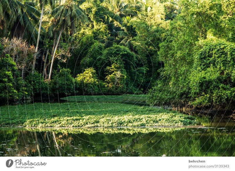 Our Earth Vacation & Travel Tourism Trip Adventure Far-off places Freedom Environment Nature Landscape Plant Tree Leaf Forest Virgin forest River bank