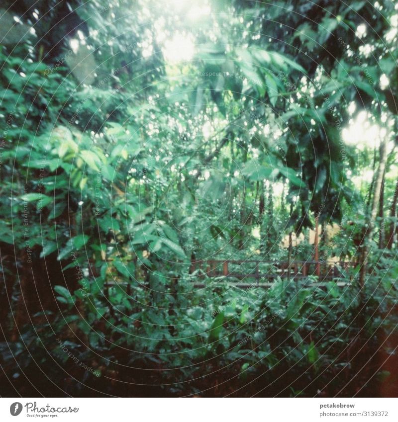 jungle, hole pattern, pinhole camera Vacation & Travel Adventure Environment Nature Landscape Plant Animal Forest Virgin forest Green Colour photo Exterior shot