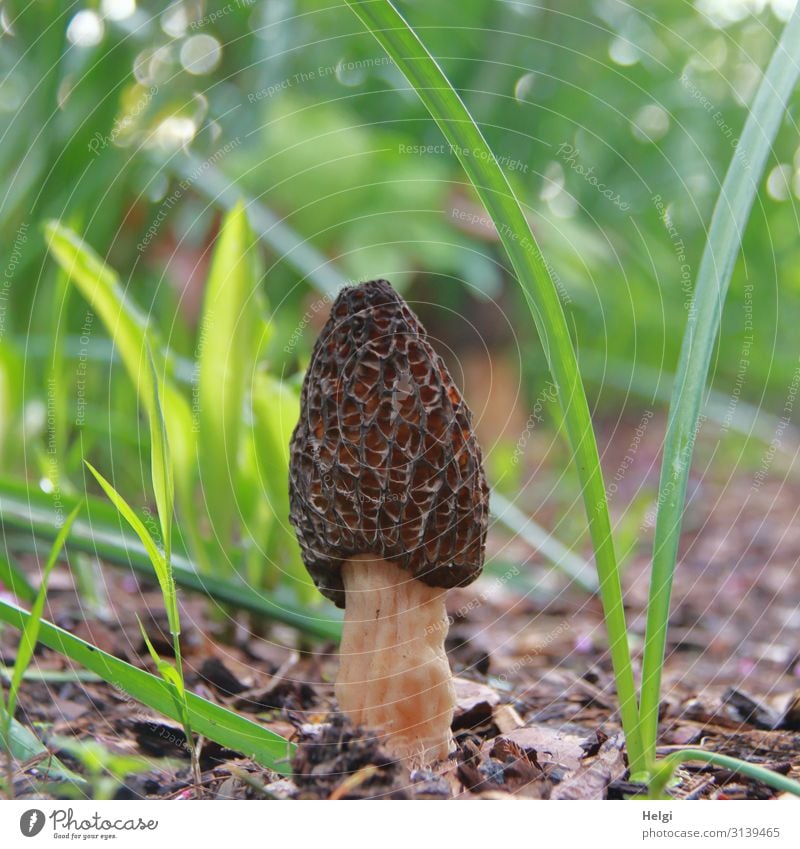 Close-up of a spring morel growing in the garden Mushroom Morel Spring Morel Macro (Extreme close-up) Shallow depth of field Exterior shot Garden Plant