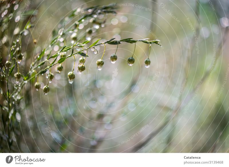 It's raining, thick raindrops hang from the flaxseed capsules Gray Green Spring Close-up Environment Wet Blossom Nature Bad weather Rain plugs Drops of water