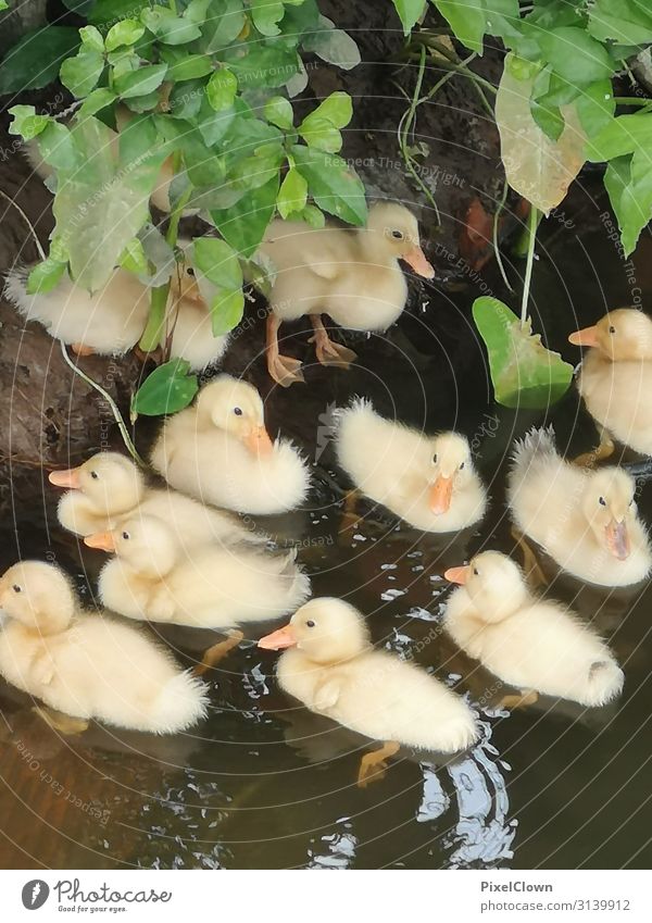 chick Lifestyle Elegant Joy Trip Lakeside River bank Animal Group of animals Baby animal Swimming & Bathing Beautiful Yellow Happy Colour photo Exterior shot