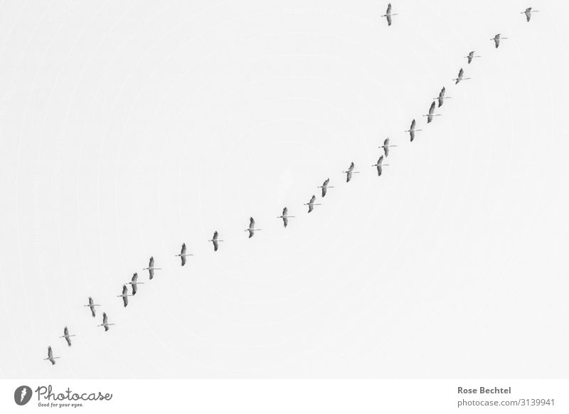 crane flight Wild animal Crane Flock Together Happy Infinity Adventure Freedom Nature Diagonal Flock of birds Migratory bird Black & white photo Exterior shot