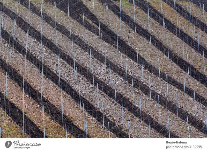 vineyard in winter Beverage Wine Mosel (wine-growing area) Work and employment To enjoy Drinking Esthetic Dark Brown Power Safety Protection Effort Threat