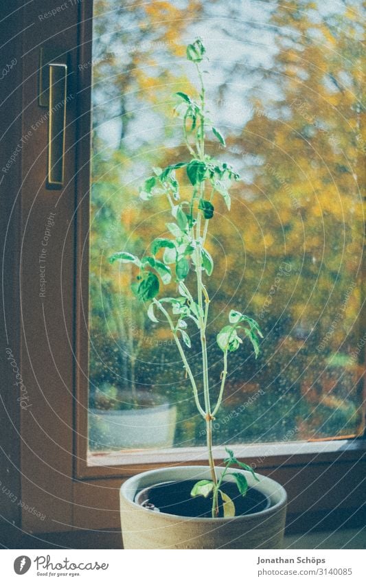 Basil in a pot on the windowsill at home Healthy Green Close-up Nutrition Colour photo Herbs and spices Plant Leaf Agricultural crop Fresh Delicious