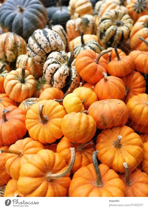 pumpkins Nature Moody Orange Pumpkin Pumpkin time Mixture Multicoloured Autumn Autumnal Hallowe'en Nutrition Healthy Eating Colour photo Exterior shot Close-up