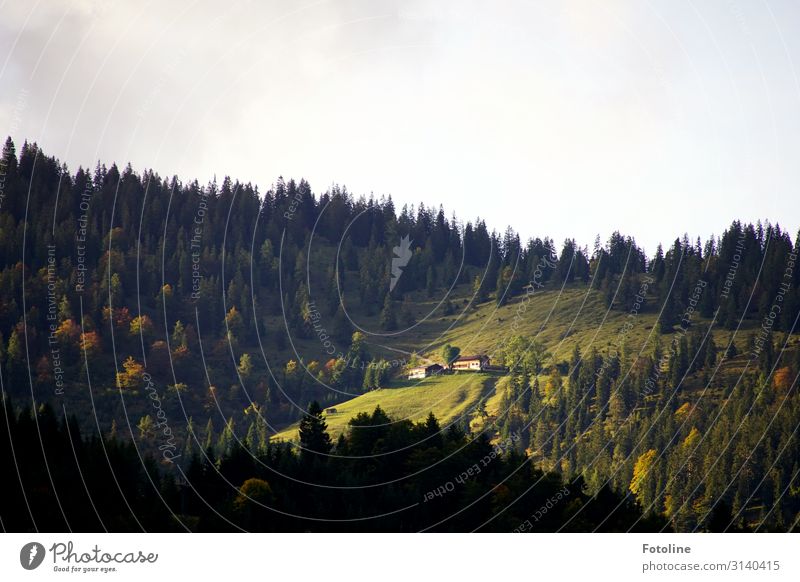 Tyrol Environment Nature Landscape Plant Autumn Tree Grass Alps Mountain Bright Gray Green Forest Alpine pasture Austria Federal State of Tyrol