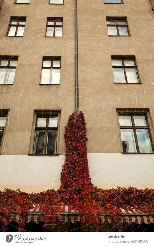 Wine on the facade House (Residential Structure) Apartment Building Town house (City: Block of flats) Facade Old building Window Glazed facade Vine Tendril