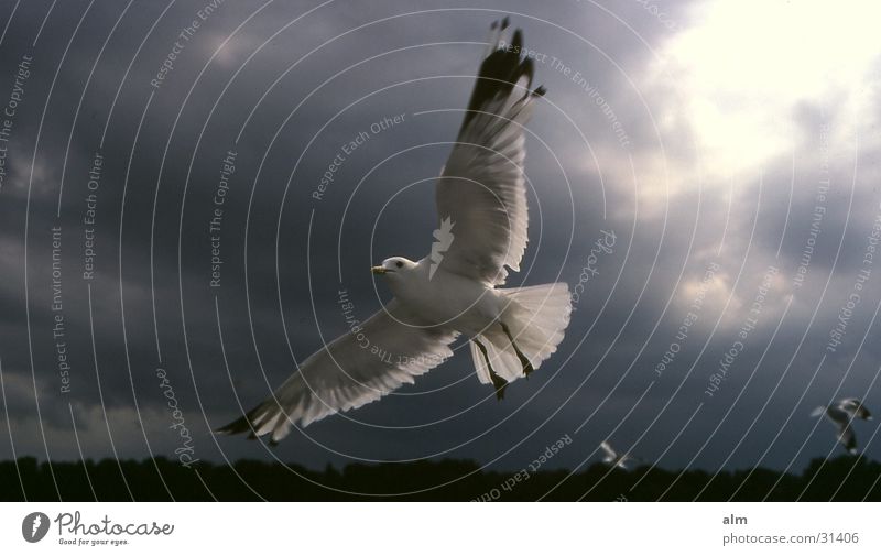 seagull Clouds Direction Helgoland