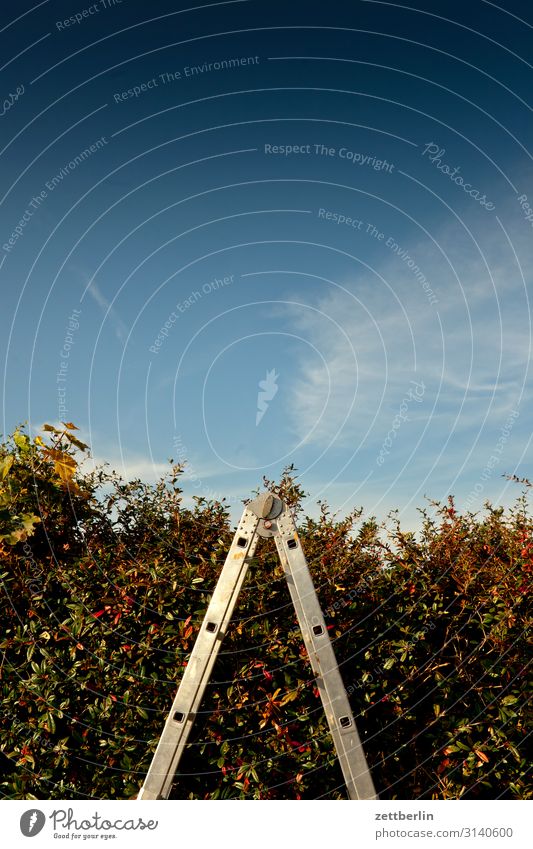 stepladder Garden Autumn Sky Heaven Garden plot Garden allotments Leaf Autumn leaves Deserted Nature October Plant Bushes Hedge Ladder Copy Space Depth of field