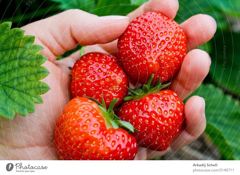 Pick juicy red strawberries Food Fruit Nutrition Breakfast Lunch Dinner Picnic Organic produce Vegetarian diet Diet Fast food Slow food Healthy Feminine Woman