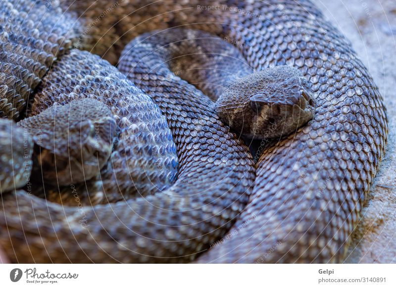 Dangerous snake with brown colors Skin Mouth Environment Animal Forest Virgin forest Snake Wild Brown head Spain wildlife animals Reptiles fauna amazon Tropical