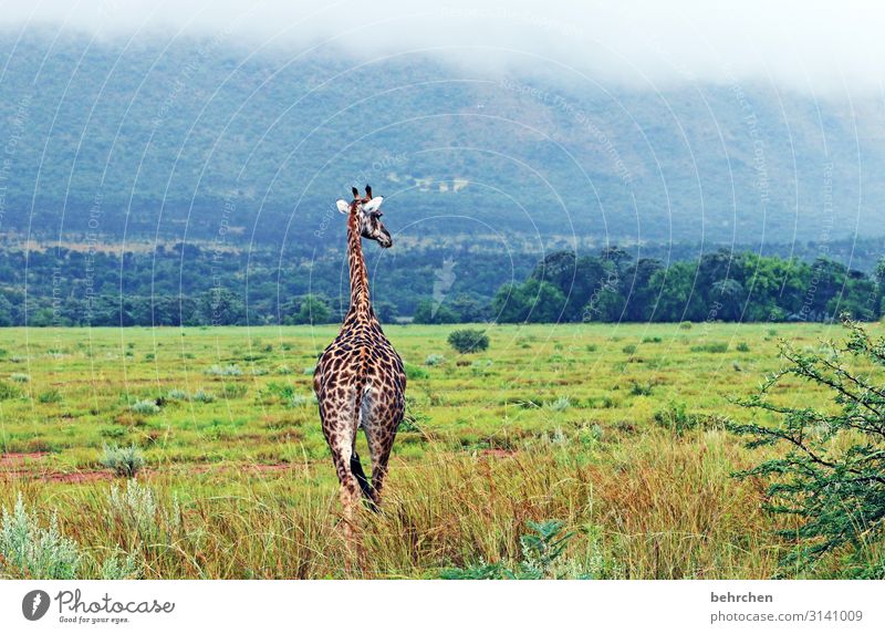 beautiful loneliness Vacation & Travel Tourism Trip Adventure Far-off places Freedom Safari Nature Landscape Forest Mountain Wild animal Pelt Giraffe Pattern