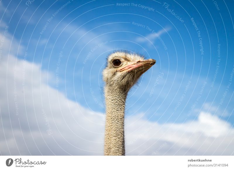 Head of an African Bouquet Vacation & Travel Mountain Animal Clouds Wild animal Bird Animal face Ostrich 1 Looking Aggression Strong Epirus Greece Colour photo