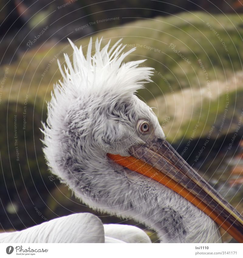 hairstyle Autumn Park Animal face Pelican 1 Brown Gray Green Orange White Feather Wet Hair and hairstyles Looking Big hair Conceited Water Swimming & Bathing