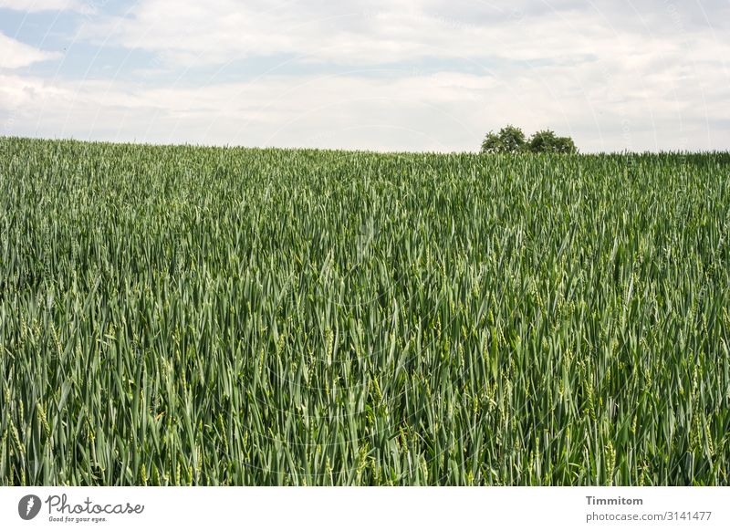 Grain field with discreet tree decoration Agriculture Cornfield Agricultural crop Nature Ear of corn Nutrition Green Sky Clouds trees