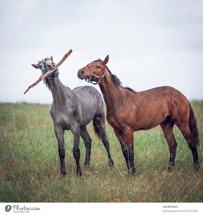 Come on, we're going for a dog. Animal Farm animal Horse 2 Playing Pasture Stick Funny play stick Colour photo Subdued colour Exterior shot