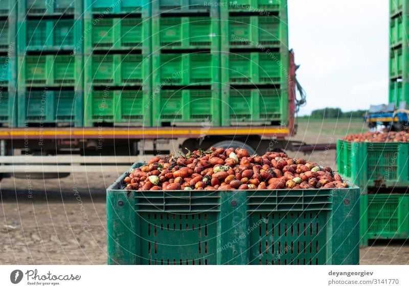 Tomatoes for canning. Agriculture land and crates Vegetable Nutrition Vegetarian diet Summer Garden Gardening Nature Plant Transport Tractor Wood Fresh Natural