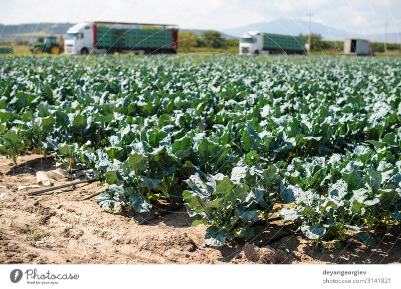 Broccoli farm and big export trucks on background. Work and employment Man Adults Landscape Pack Growth Harvest Large-scale holdings shipping Industrial