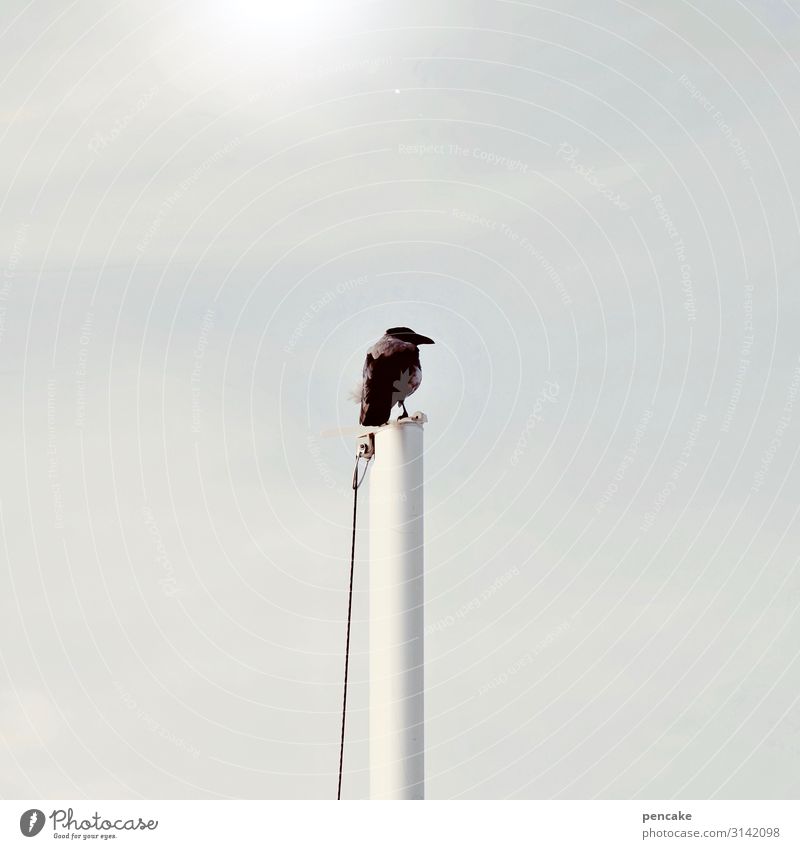 genie overlooks chaos Elements Sky Sun Climate Animal Wild animal Bird 1 Observe Looking Success Infinity Tall Jackdaw Flagpole Haze Review Darss Colour photo