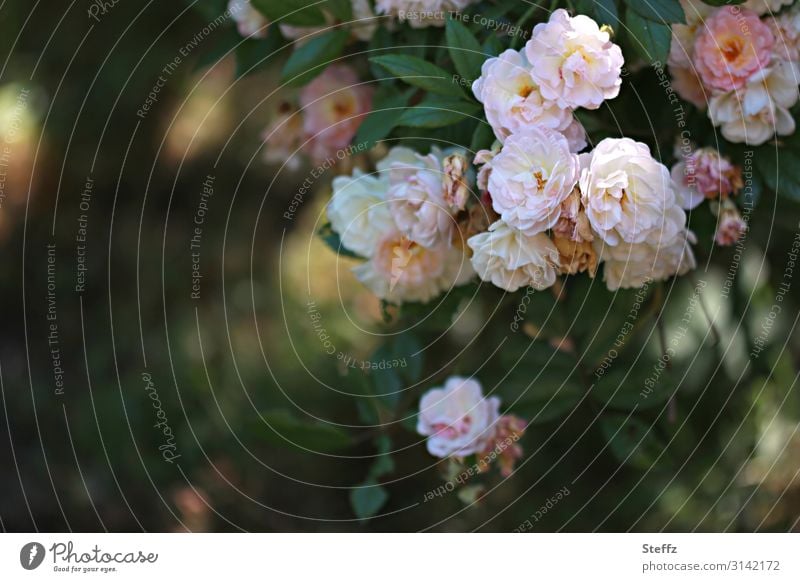 romantic roses rose petals rose bush pink flowers Romance Rose scent fragrant roses Shrub Roses stylish pink roses Old fashioned Retro blossoms Rose leaves Limp