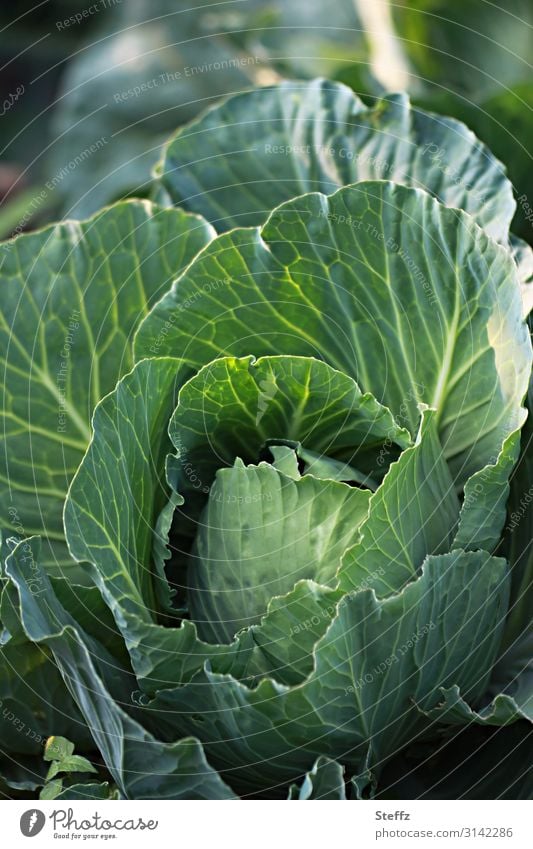 superfood Cabbage Vegetable garden vegetables Brassica Oleracea Garden cabbage green vegetables vegetarian vegan Diet foods Vitamin-rich Food Cabbage leaves