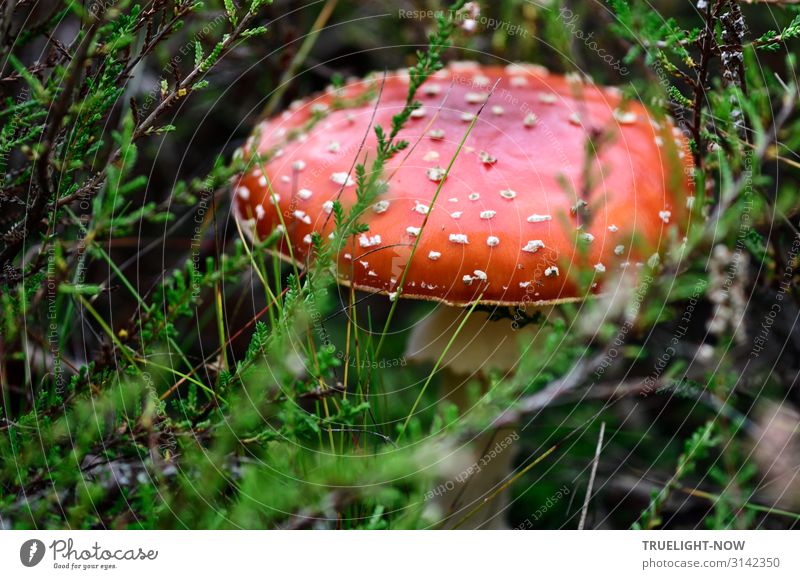 fly agaric Environment Nature Autumn Plant Grass Bushes Moss Wild plant Mushroom Mushroom cap Amanita mushroom Heather family Sign Good luck charm Esthetic