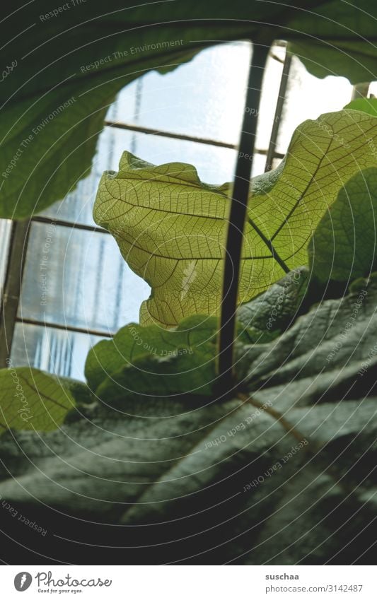 leafy Leaf Print media Botany Botanical gardens Leaf green Large Rachis handle Stalk Window Window pane Growth Exotic Plant Greenhouse care receipt Nature