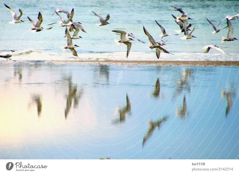 Terns I Landscape Animal Air Water Summer Coast Beach North Sea Wild animal Bird Wing Group of animals Blue Gray Black White Helgoland Reflection