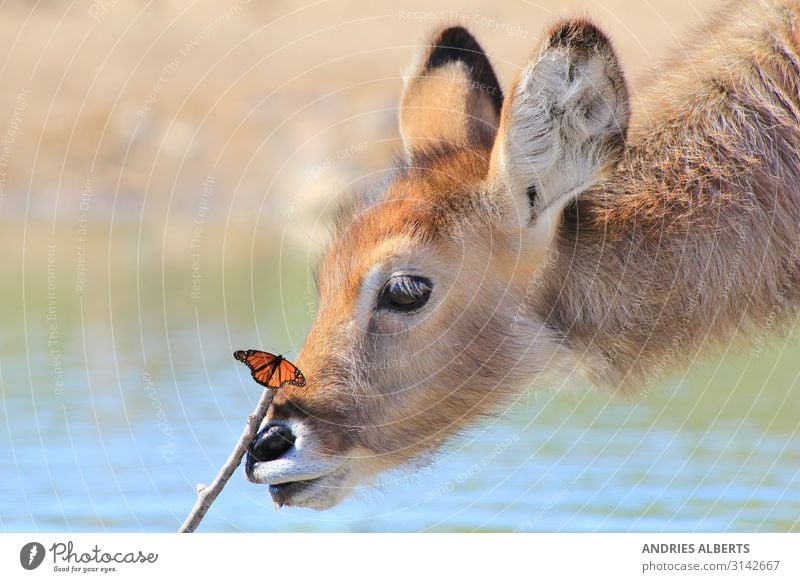 Wonders of a New Life in Nature Harmonious Senses Calm Vacation & Travel Tourism Trip Adventure Freedom Safari Environment Animal Sunlight Spring Park