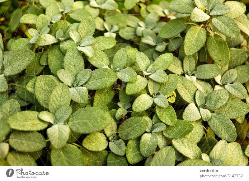 sage Sage Plant Garden Deserted Nature October Calm Garden plot Bushes Copy Space Structures and shapes Depth of field Twig Labiate Dead-nettle Tea plants