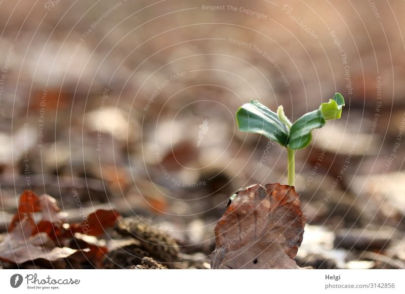 Close-up of a young beech plant on the forest floor Environment Nature Plant Spring Leaf Wild plant Germ Forest Woodground To dry up Growth Esthetic Authentic