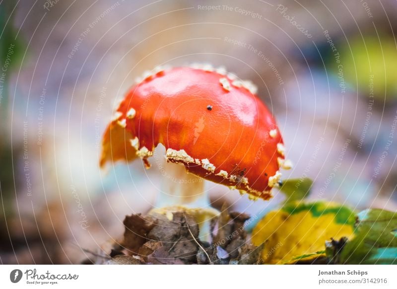 red toadstool macro Exterior shot Season outdoor Autumn Nature Mushroom Red Amanita mushroom venomously toxic fungus Warning colour Plant Colour photo Poison