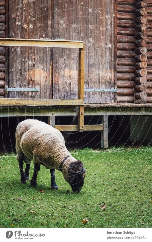 Sheep grazing on a meadow in front of a hut Exterior shot Season outdoor Autumn Nature Animal Animal portrait Meadow Alpine pasture Farm animal Innocent Lamb